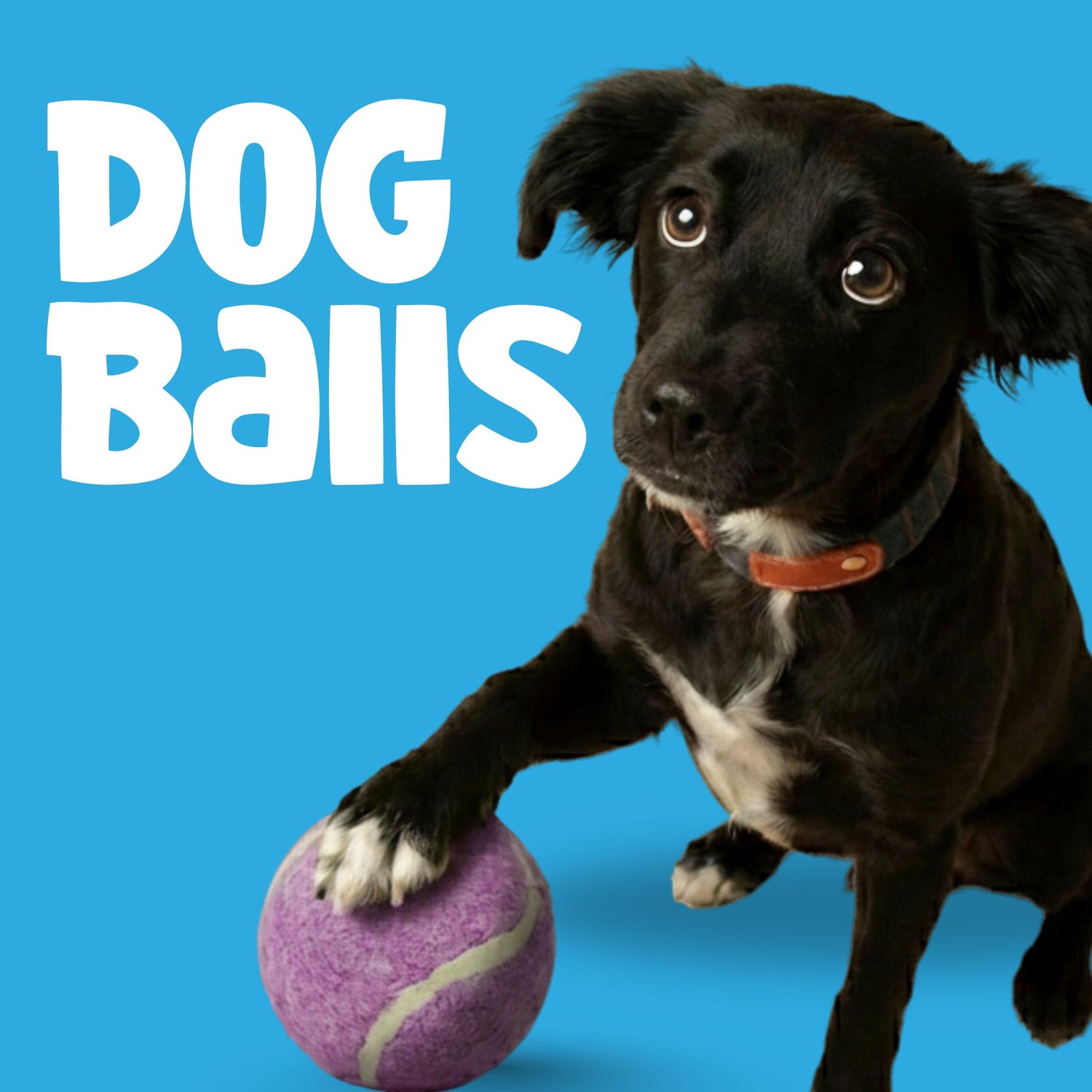 Dog Balls